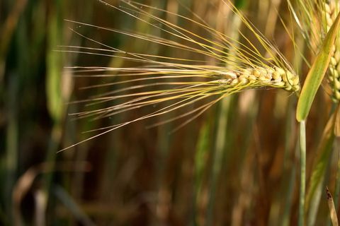 谷物、果穗、大麦、芒、玉米田、谷物植物、生长、农业