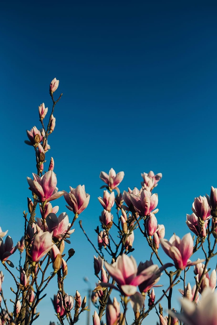 粉色的春花