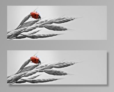 黑色、红色、瓢虫、灰色、小麦、穗、天空、幸运瓢虫