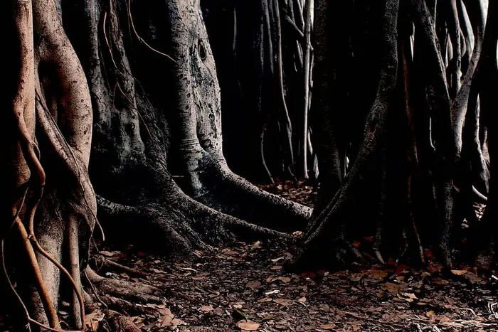 棕色，树木，周围，干燥，树叶，自然，树木，树干