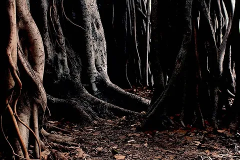 棕色，树木，周围，干燥，树叶，自然，树木，树干