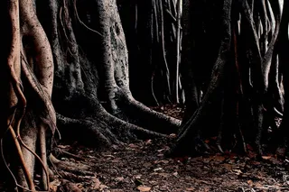 棕色，树木，周围，干燥，树叶，自然，树木，树干