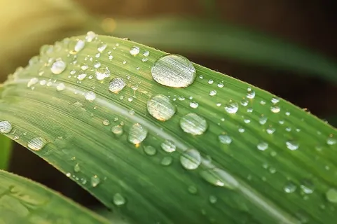 绿叶上的水滴 绿叶上的水滴