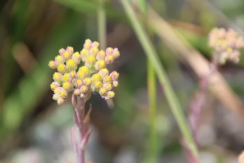 黄色,石头,石头花园,开花,开花,黄色,黄色花,植物,自然 黄色,石头,石头花园,开花,开花,黄色,黄色花,植物,自然