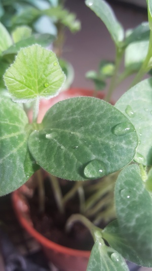 绿色，植物，花，自然，花园，花卉，春天，叶子