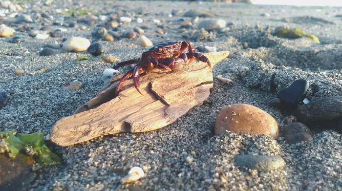白天海滩上棕色浮木上的红蟹