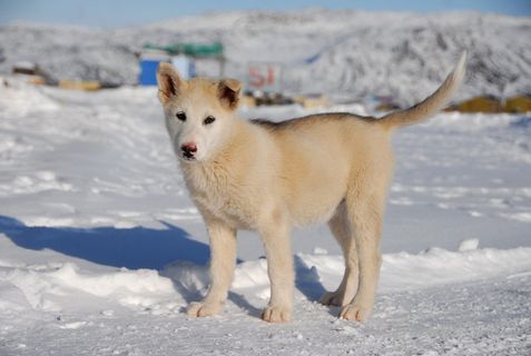 格陵兰狗，狗，格陵兰，小狗，雪，冬天，寒冷的温度，动物