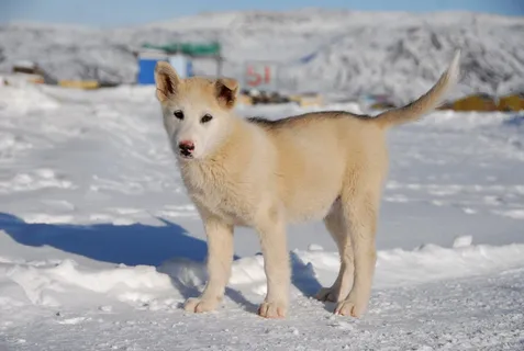 格陵兰狗,狗,格陵兰,小狗,雪,冬天,寒冷的温度,动物 格陵兰狗,狗,格陵兰,小狗,雪,冬天,寒冷的温度,动物