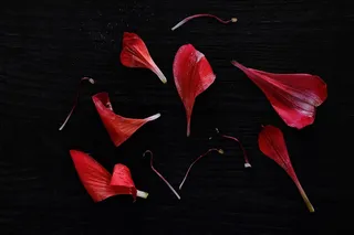 花，植物，花瓣，花，花烛，花，花，红色，フラワー,花, 天南星科，纸