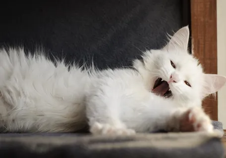 猫,绒毛,可爱,宠物,家养,打呵欠,打哈欠,可爱 猫,绒毛,可爱,宠物,家养,打呵欠,打哈欠,可爱