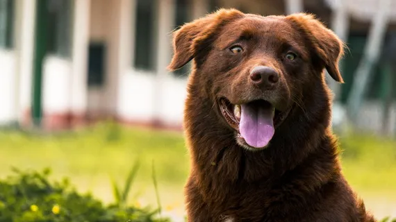 夏季，动物，狗，宠物，品种，棕色，犬科，特写