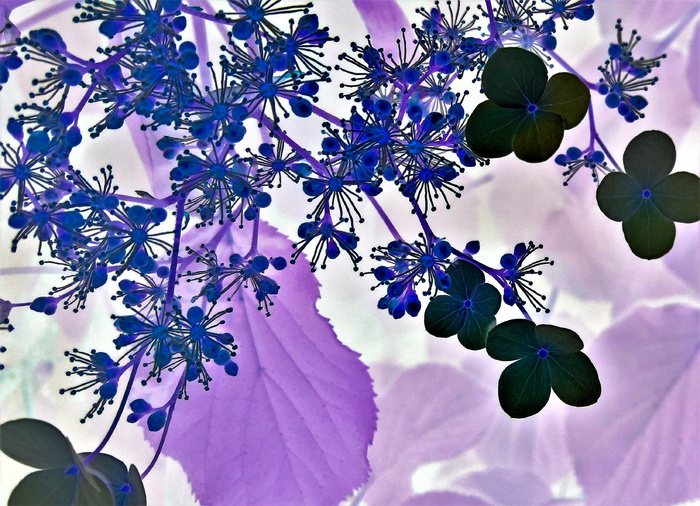 紫色，花朵，数码，壁纸，花朵，花朵，花卉设计，绣球花