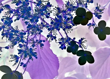 紫色,花朵,数码,壁纸,花朵,花朵,花卉设计,绣球花 紫色,花朵,数码,壁纸,花朵,花朵,花卉设计,绣球花