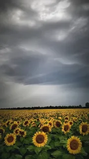 向日葵,天气,光,云,暴风雨,云-天空,花,天空 向日葵,天气,光,云,暴风雨,云-天空,花,天空