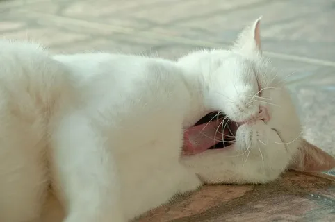 猫,困倦,可爱,皮肤白皙,躺着,打哈欠,家养,宠物 猫,困倦,可爱,皮肤白皙,躺着,打哈欠,家养,宠物