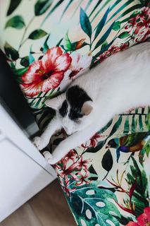 支撑墙壁单元的基本元素-猫