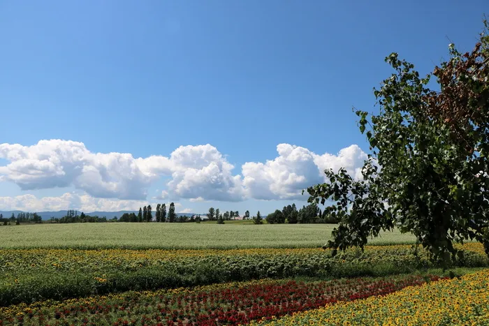 风景，日本，北海道，植物，天空，自然之美，田野，土地