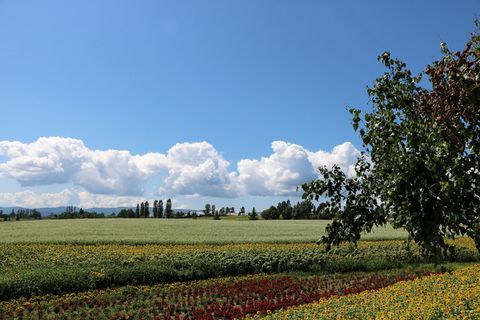 风景,日本,北海道,植物,天空,自然之美,田野,土地 风景,日本,北海道,植物,天空,自然之美,田野,土地