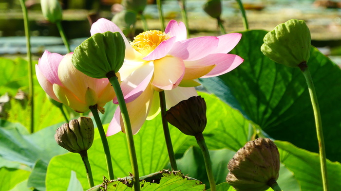 莲花，花卉，水生植物，水生植物，罗森格瓦赫湖，池塘，粉色，池塘花