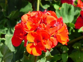 鲜花，红色，橙色，阳台植物，容器植物，高贵的天竺葵，英国天竺葵，天竺葵