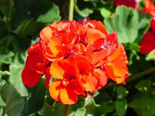 鲜花，红色，橙色，阳台植物，容器植物，高贵的天竺葵，英国天竺葵，天竺葵