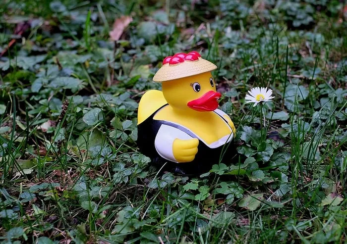 鸭子，橡皮鸭，服装，黑森林，搞笑，表现，植物，玩具