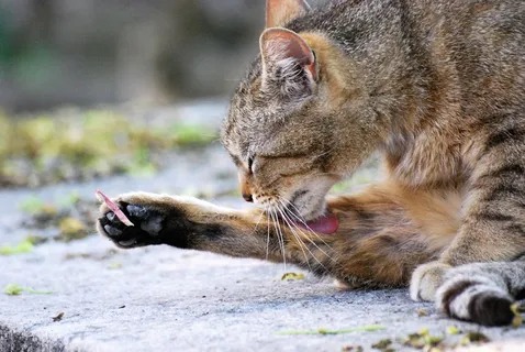 猫，动物，宠物，头，动物肖像，小猫，动物世界，巴黎