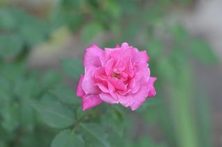 玫瑰, 粉红色, 美容, 背景虚化, 精致, 粉红色, 花, 开花植物