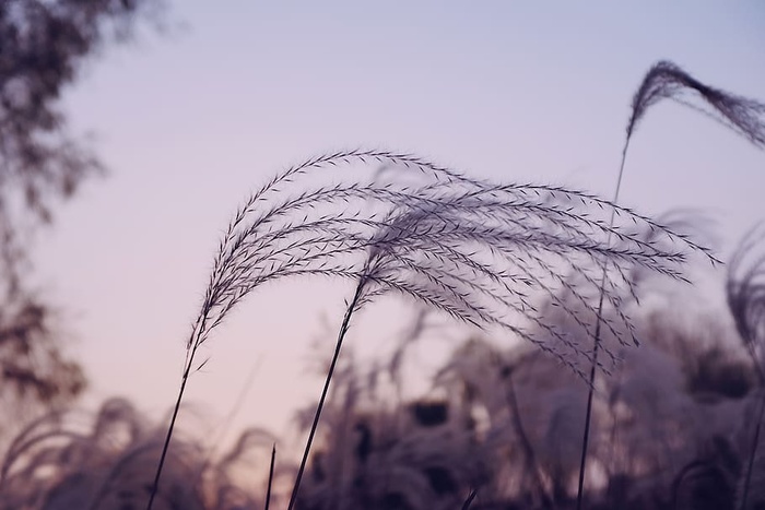白天的植物，草，植物，芦苇，草坪，动物，鸟，树