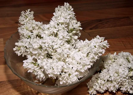 紫丁香,伞形花序,fliederblueten,紫丁香伞形花序,花朵,花瓣,烹饪,食物 紫丁香,伞形花序,fliederblueten,紫丁香伞形花序,花朵,花瓣,烹饪,食物