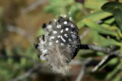 羽毛,珍珠鸡,黑色,白色,图案,宏观,性质,成分 羽毛,珍珠鸡,黑色,白色,图案,宏观,性质,成分
