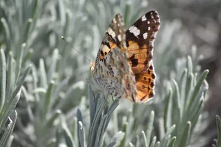 Vanese thistles，女士，thistles，美丽，Www，Vanese thistles美丽女士，大自然惊喜，com