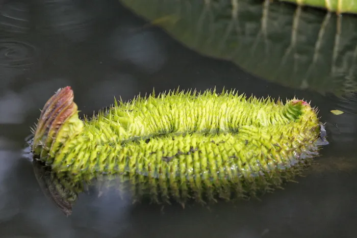 蓮 叶，水生植物，夏季，初级，绿色，无人，特写，植物
