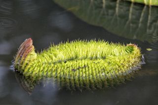 蓮 叶，水生植物，夏季，初级，绿色，无人，特写，植物