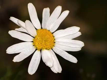 玛格丽特,花,开花,开花,植物,自然,开花植物,花瓣 玛格丽特,花,开花,开花,植物,自然,开花植物,花瓣