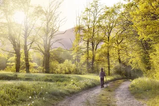 走在森林里的人