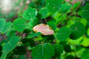 夏天，颜色，树叶，阳光，森林，勃兰登堡，植物，焦点