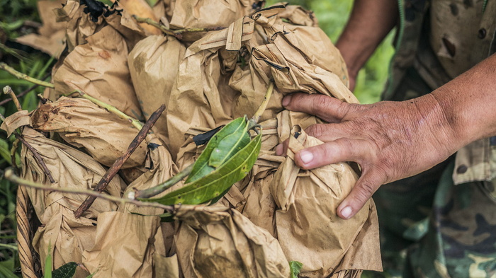 绿叶，人，人，户外，自然，土壤，乡村，植物