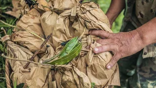 绿叶，人，人，户外，自然，土壤，乡村，植物