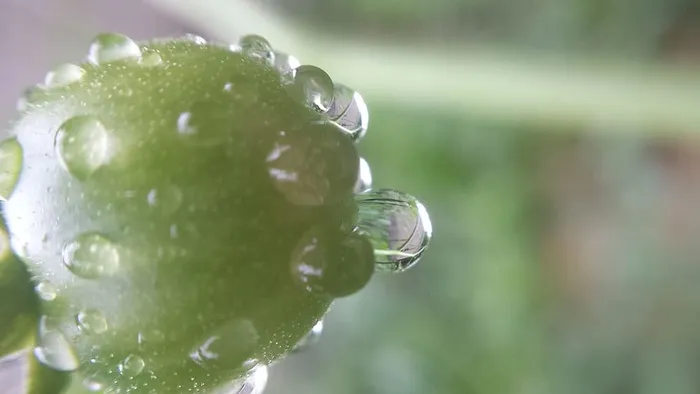露珠覆盖的番茄