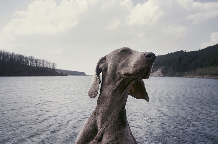成年蓝色魏玛犬，魏玛犬，品种，狗，动物，湖泊，水，云