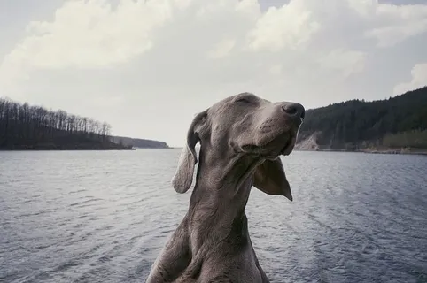 成年蓝色魏玛犬,魏玛犬,品种,狗,动物,湖泊,水,云 成年蓝色魏玛犬,魏玛犬,品种,狗,动物,湖泊,水,云