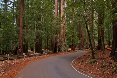 红杉,森林,树木,道路,国家公园,美国,美国,树木 红杉,森林,树木,道路,国家公园,美国,美国,树木