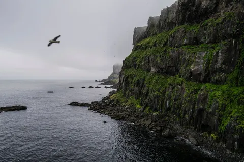 黑,鸟,空气,海鸥,飞行,近,悬崖,白天 黑,鸟,空气,海鸥,飞行,近,悬崖,白天