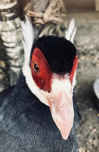 闪光、非闪光、红、白、黑、动物、鸟、宏