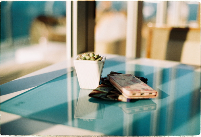 越南，岘港，粉色，植物，阳光，花朵，蓝色，选择性聚焦