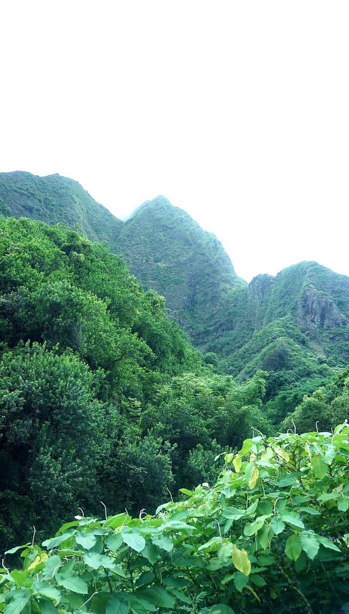 绿色，山，白色，天空，白天，树，草，植物