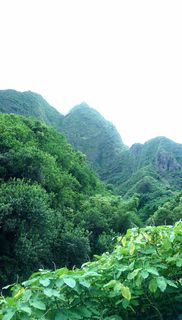 绿色，山，白色，天空，白天，树，草，植物