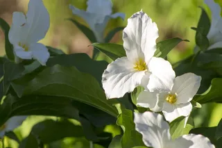 花, 植物, 天竺葵, 开花, 花瓣, 鹿科, 叶, 绿色