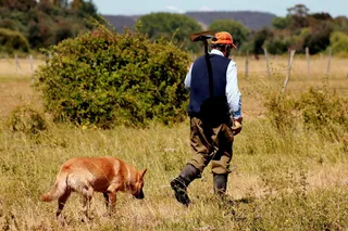 场，dom，忠诚，哺乳动物，家畜，家养，宠物，草